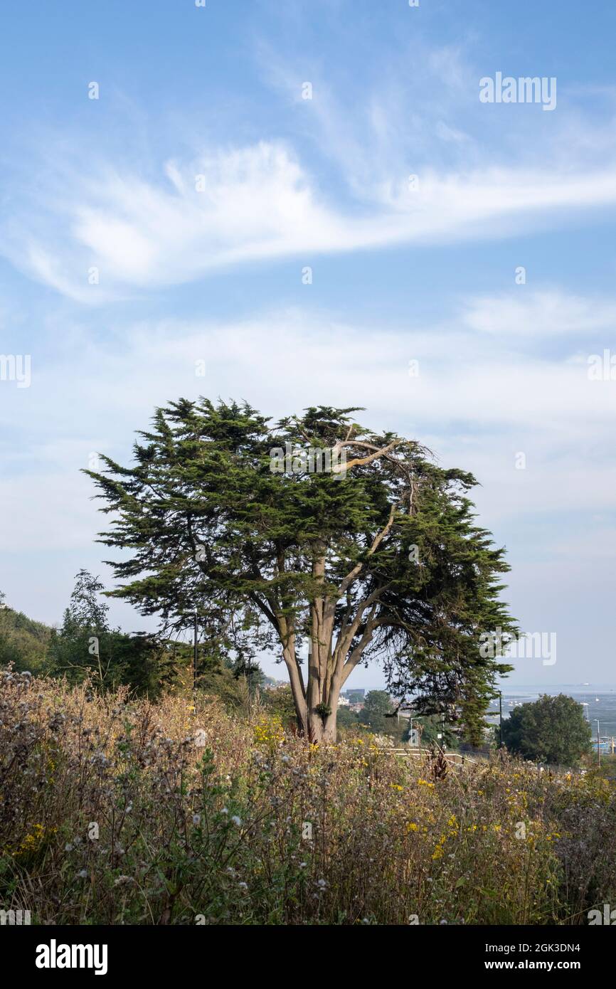 Conifer tree on Belton Hills, Leigh-on-Sea, Essex, England, against a blue sky Stock Photo