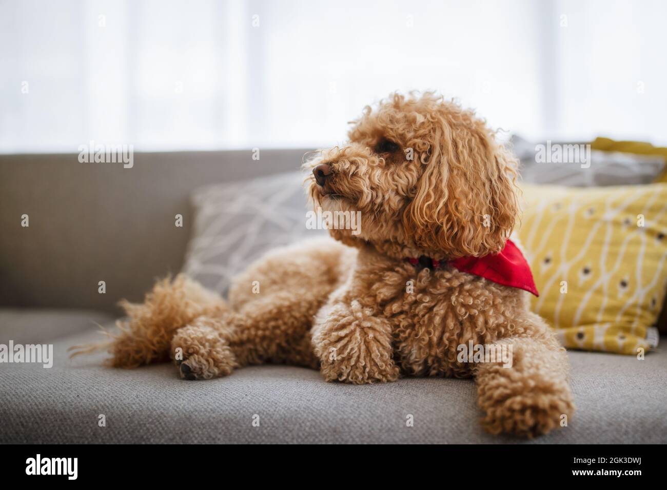 Toy poodle cheap home