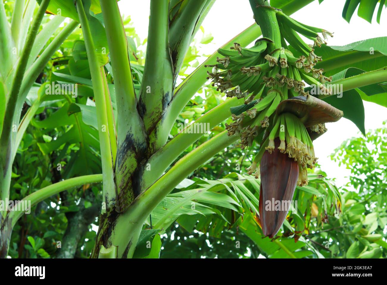 Banana tree flower hires stock photography and images Alamy