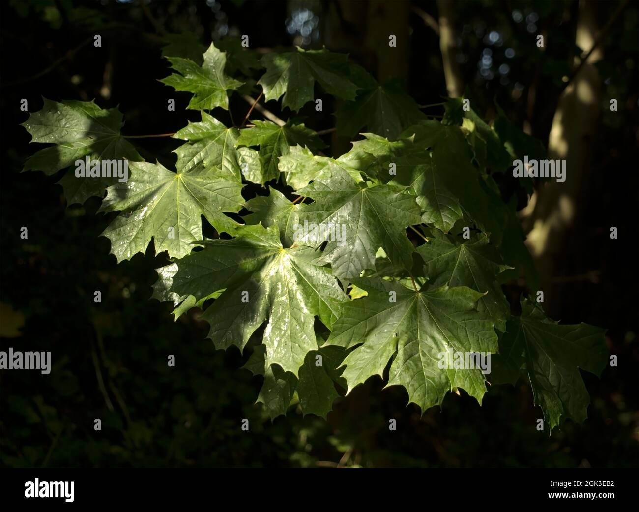 The leaves of a deciduous tree are green from the chlorophyll cells