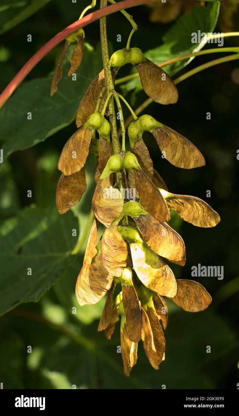 In late summer the seed of the Sycamore tree develop in drooping clusters. When ripe they detach in the wind and the wing gives a helicopter action Stock Photo