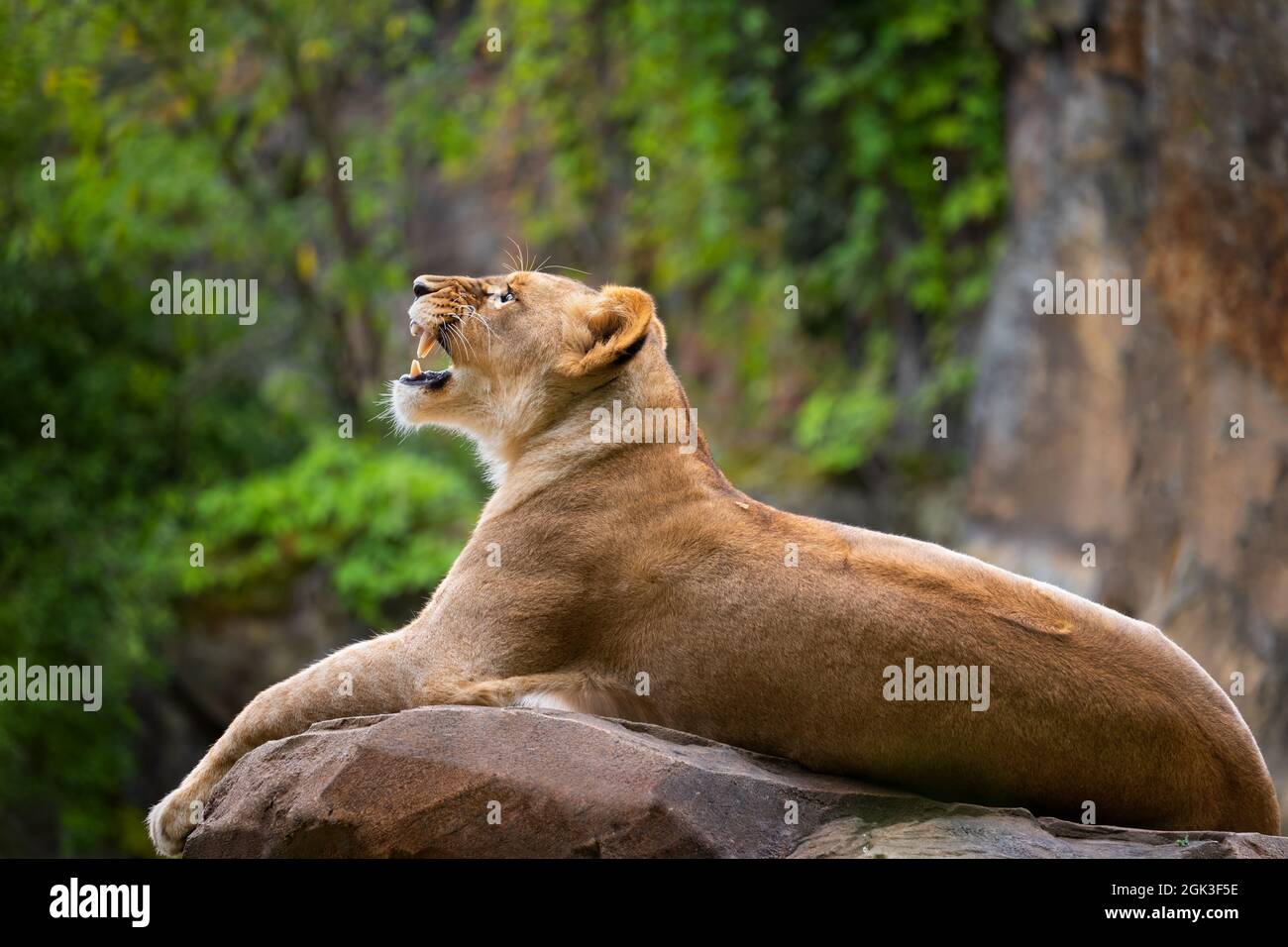 The lioness roar, female lion (Panthera leo) lying on the rock. Stock Photo