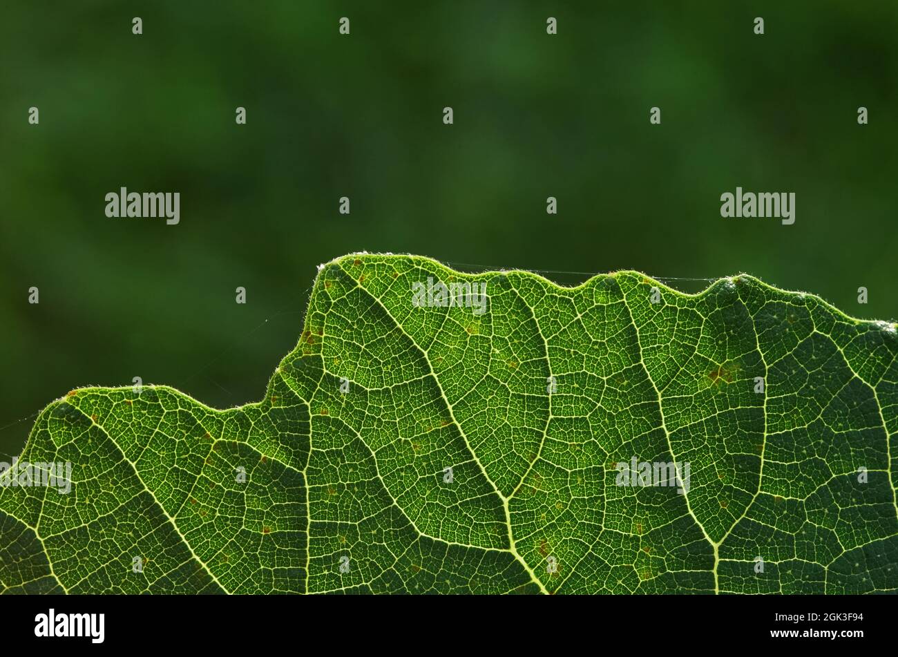 Close up of leaf hi-res stock photography and images - Alamy