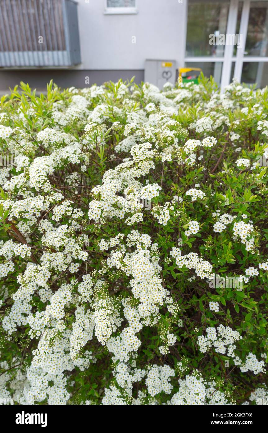 Spirea Thunbergii Fujino Pink Vaso 18 - Vivaio Menzani - 3