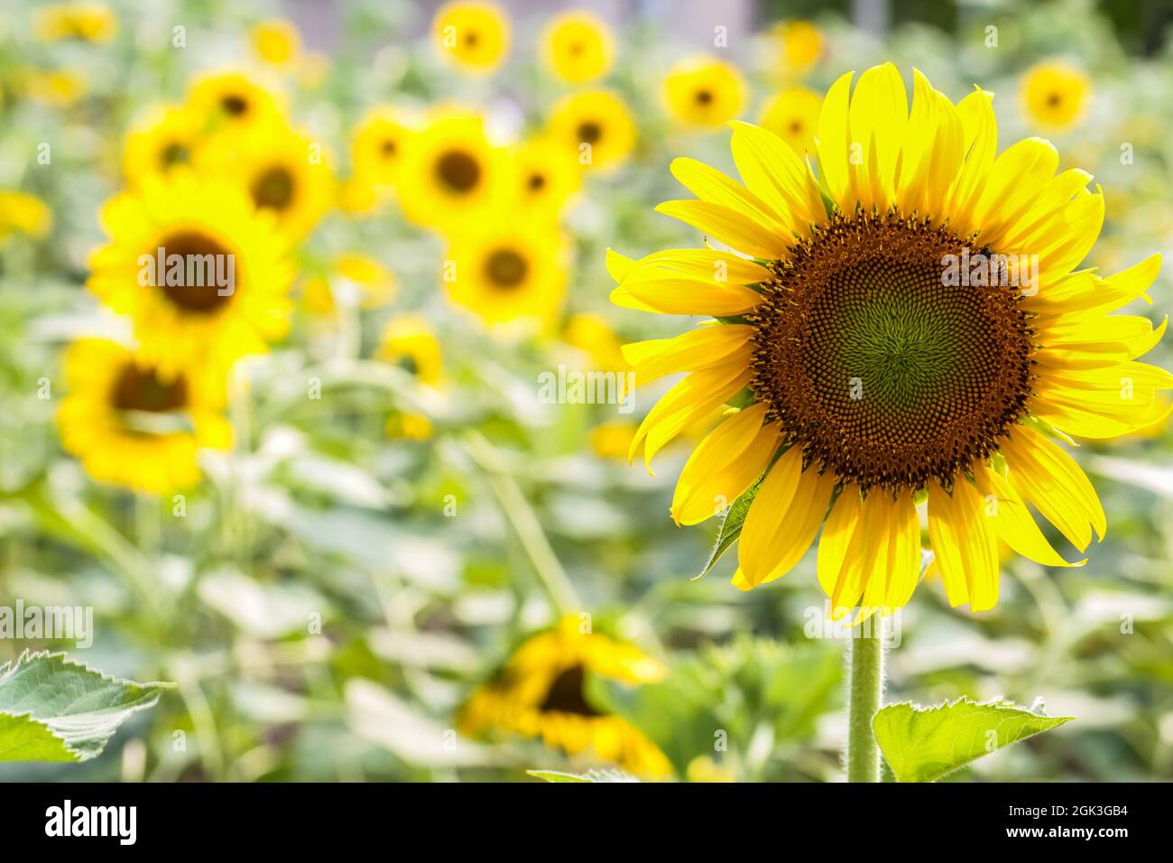 Fresh bright yellow sunflowers in nature background Stock Photo - Alamy