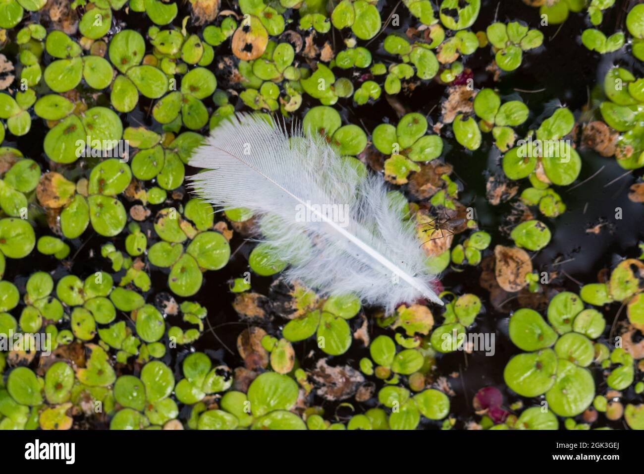 White feathers floating on calm water nature background Stock Photo - Alamy