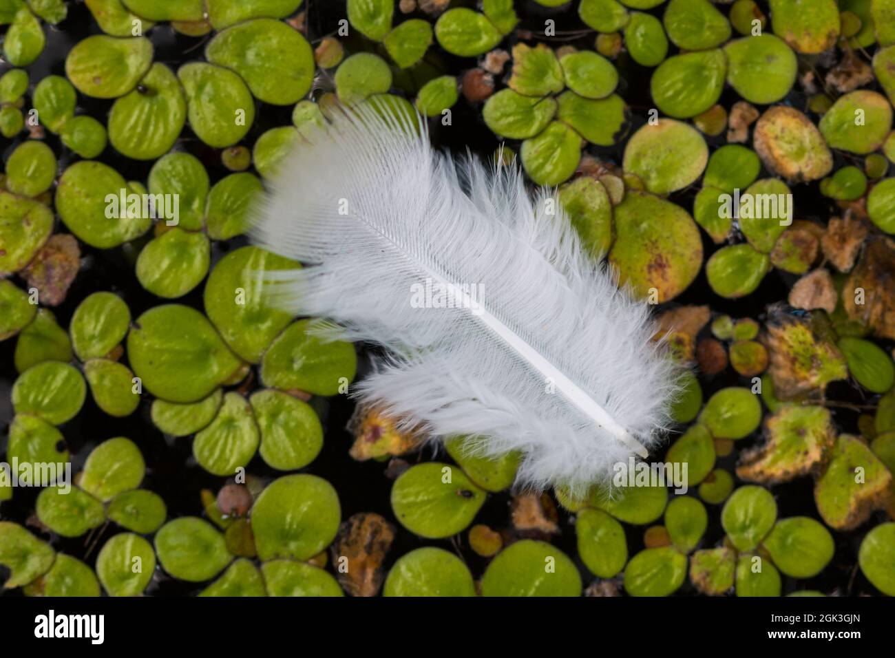 White feathers floating on calm water nature background Stock Photo - Alamy
