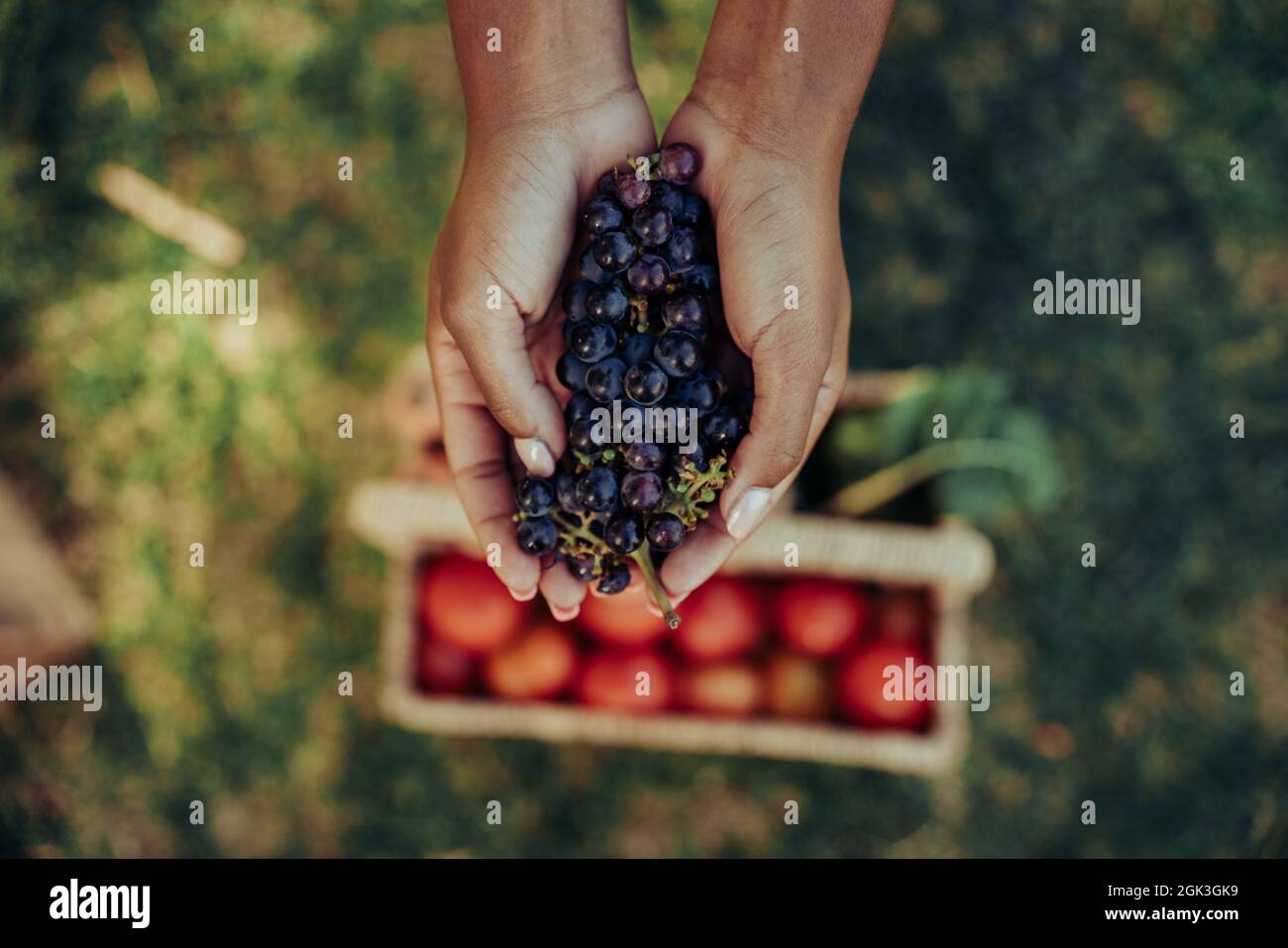 Close up mixed race female holding bunch of fresh grapes standing above basket of vegetables  Stock Photo