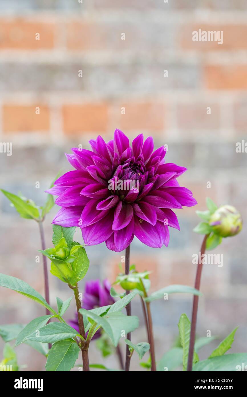 Dahlias purple hi-res stock photography and images - Alamy
