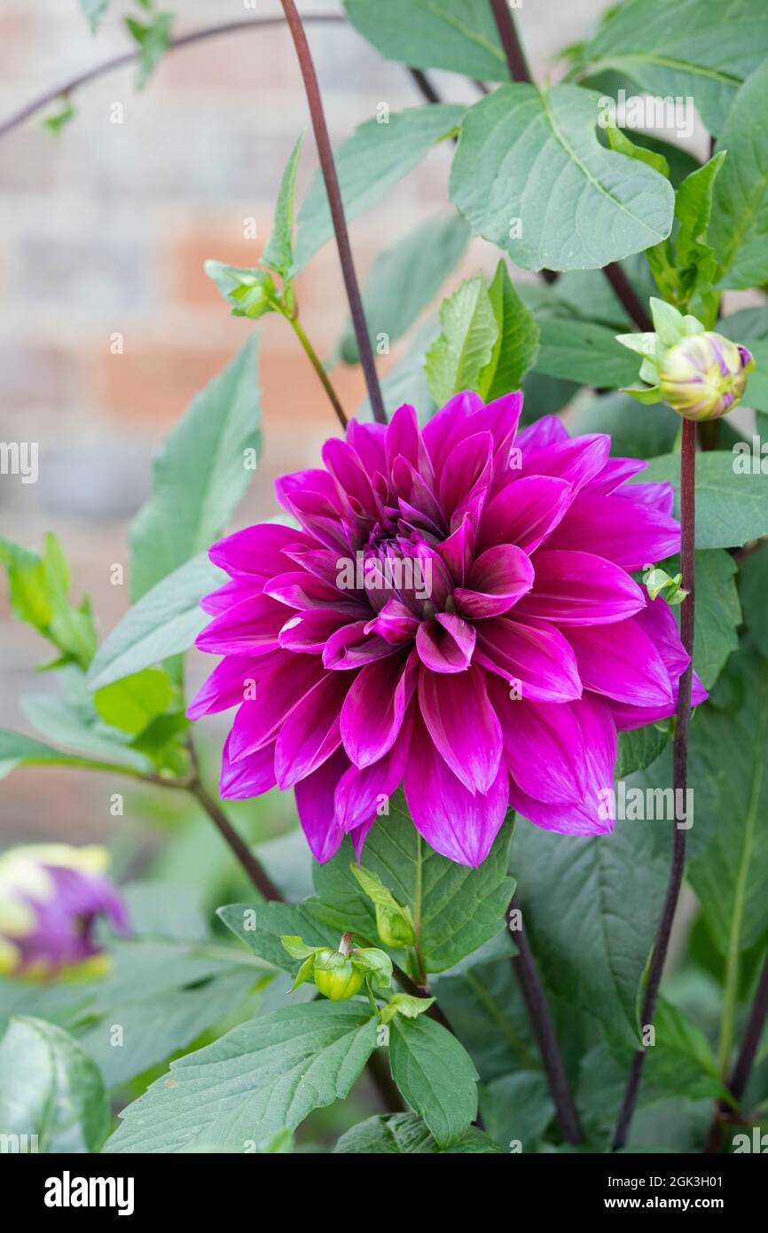 Purple coloured dahlia flower in an english garden. UK Stock Photo