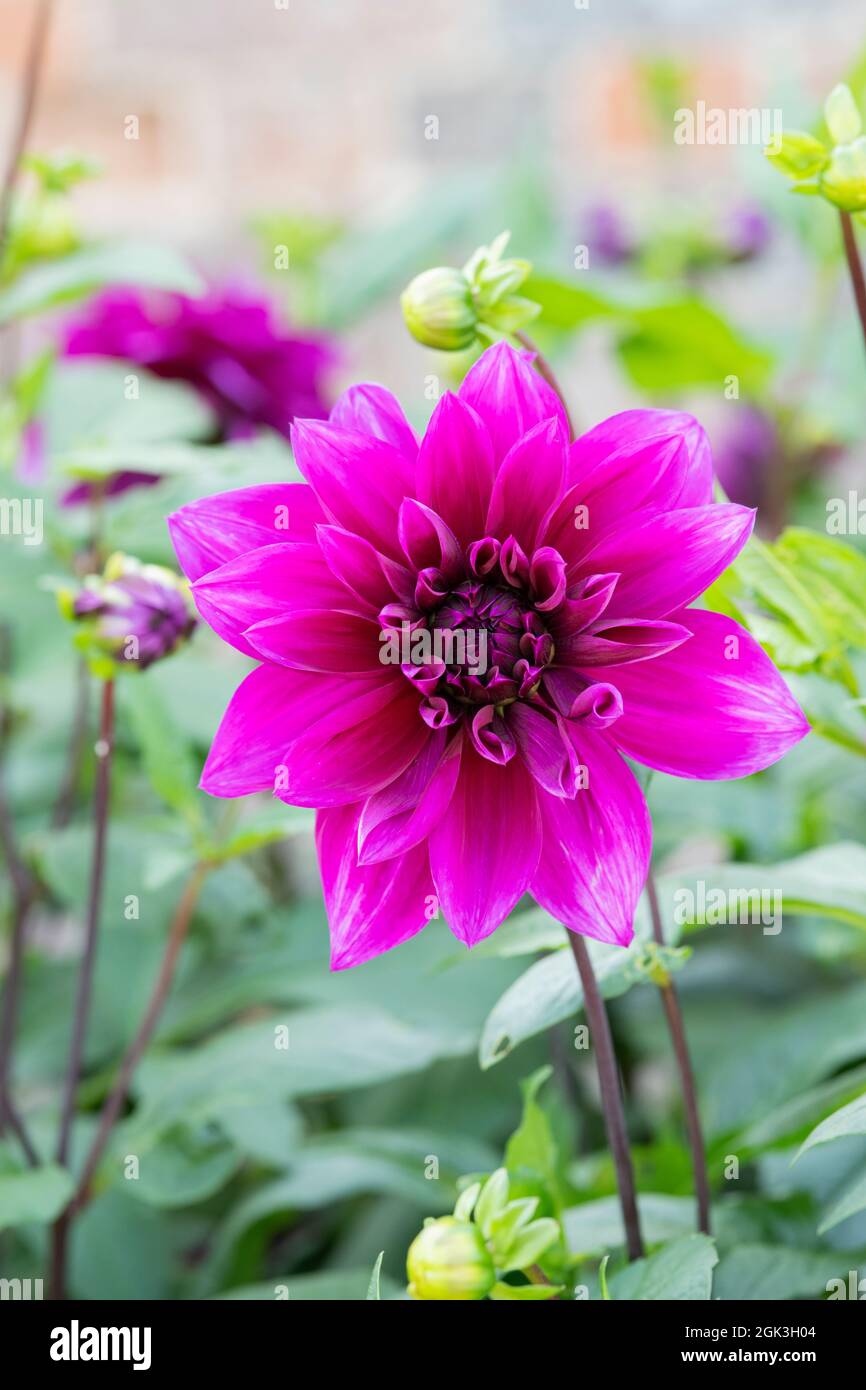 Purple coloured dahlia flower in an english garden. UK Stock Photo