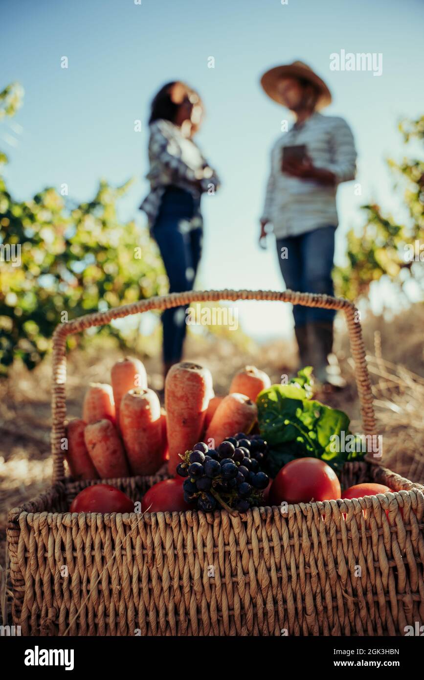 Two young students working on university project standing in vineyards researching on digital tablet with fresh vegetable basket  Stock Photo