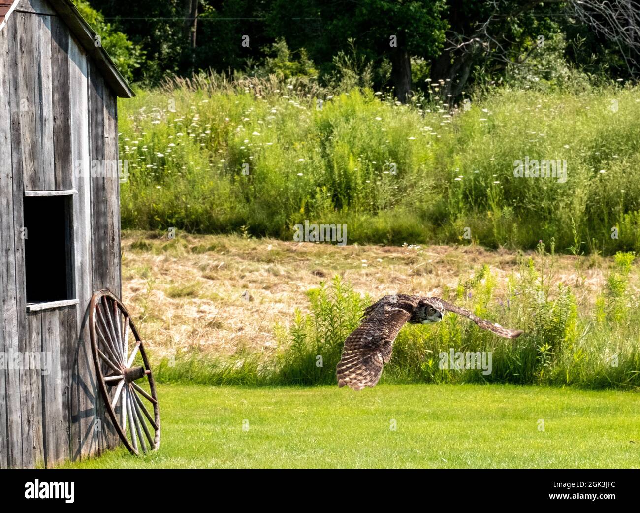 Great horned owl hovering near a wooden house in the garden Stock Photo