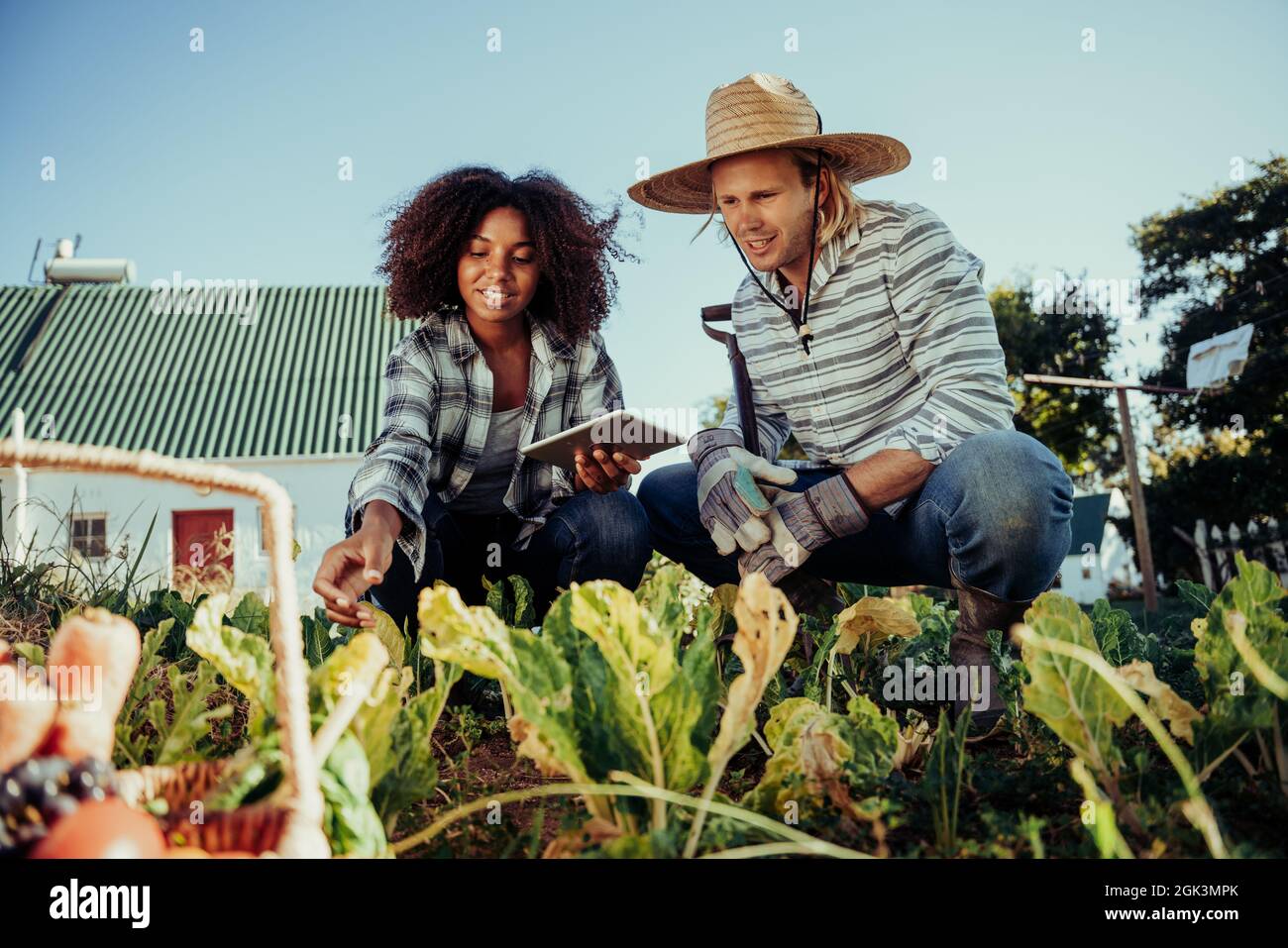 Mixed race farmers fixing vegetable patch searching layout on digital tablet  Stock Photo