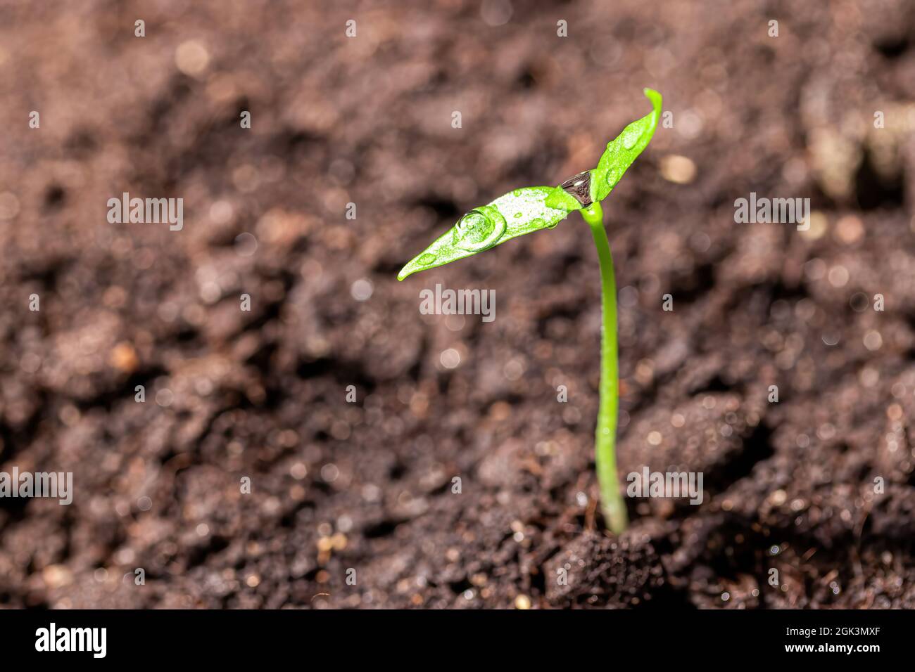 Spring Time Sprout Young sprout in the ground with green leaves. Growth, development and ...
