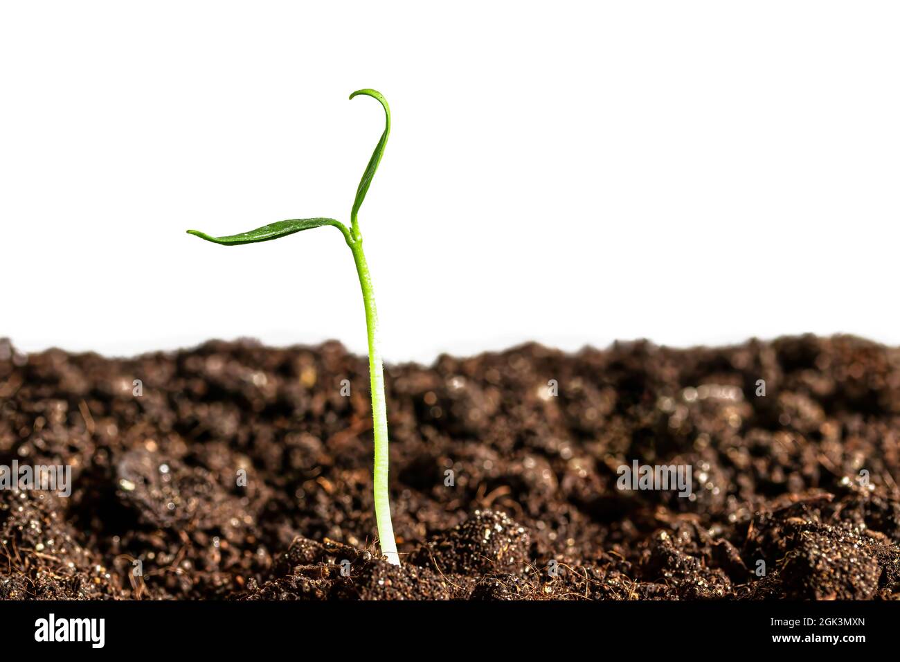 Spring Time Sprout Young sprout in the ground with green leaves isolated on white ...