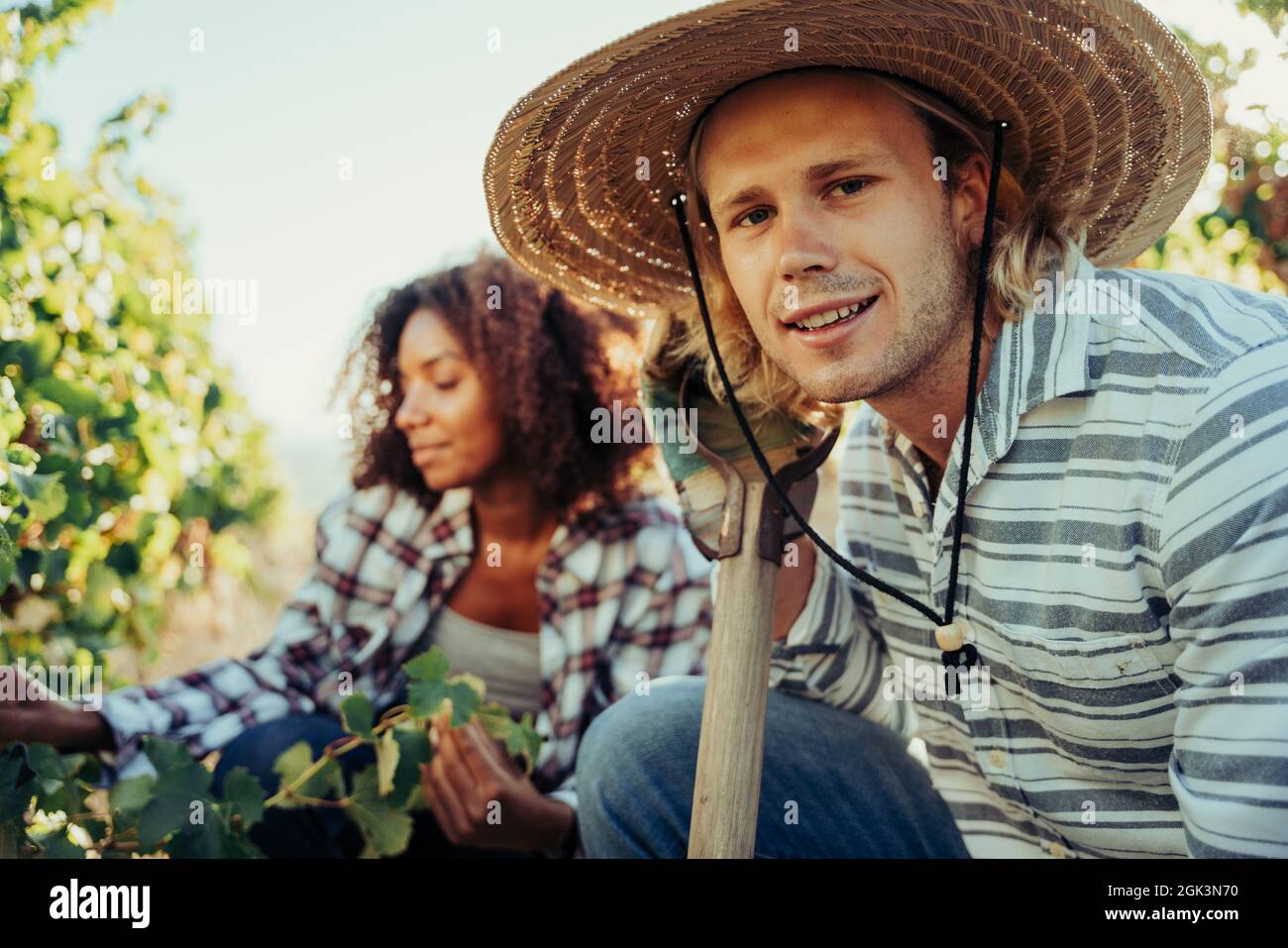 Male and female farmers working in vineyards harvesting crops at sunrise Stock Photo