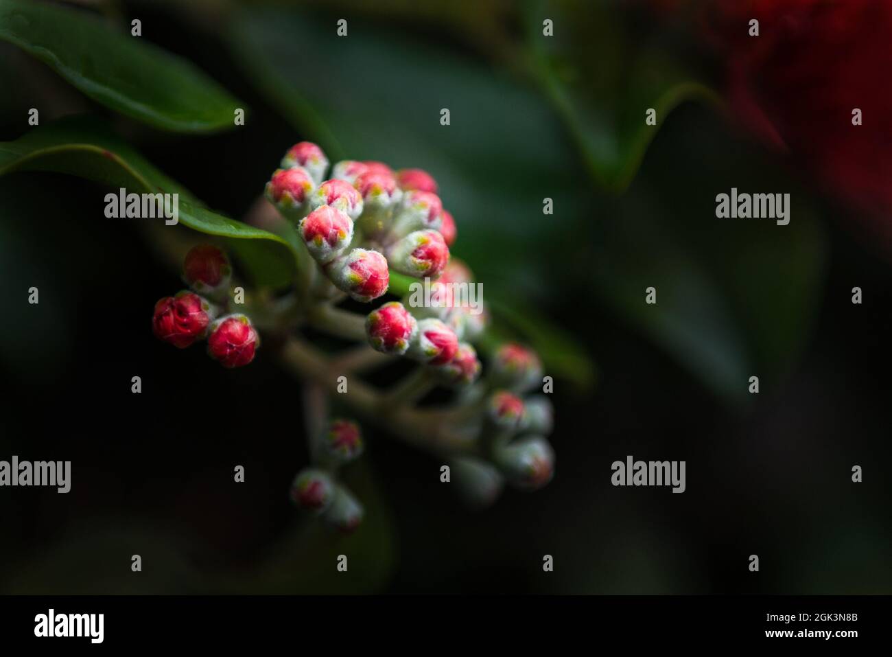 Red Pohutukawa flower buds opening. New Zealand Christmas tree. Stock Photo