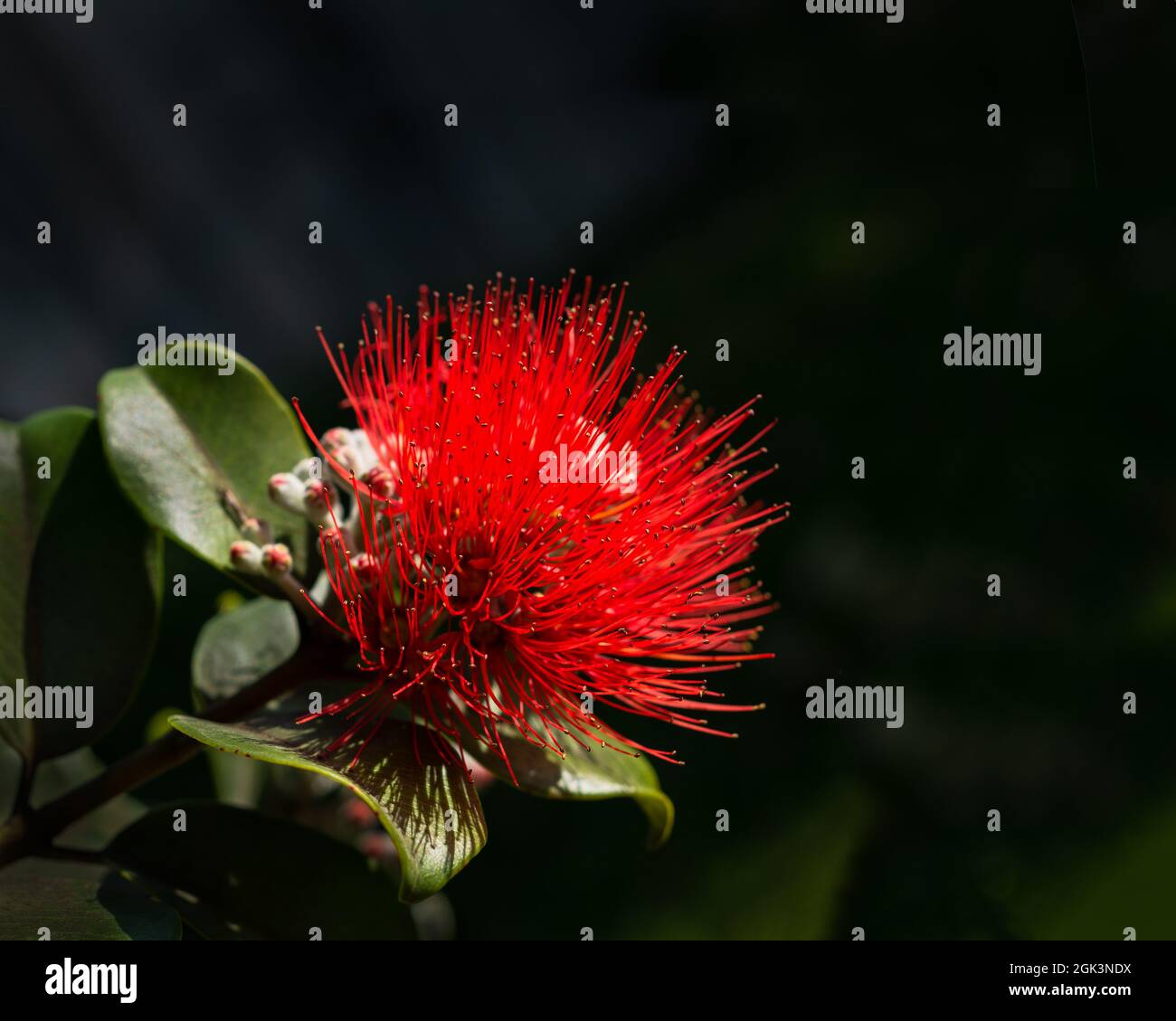 Red Pohutukawa flower in bloom Stock Photo