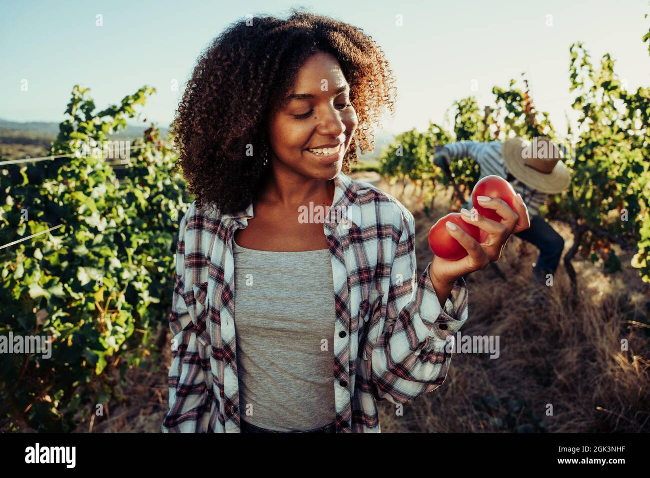 Mixed race female farmer smiling at freshly harvested tomato Stock Photo