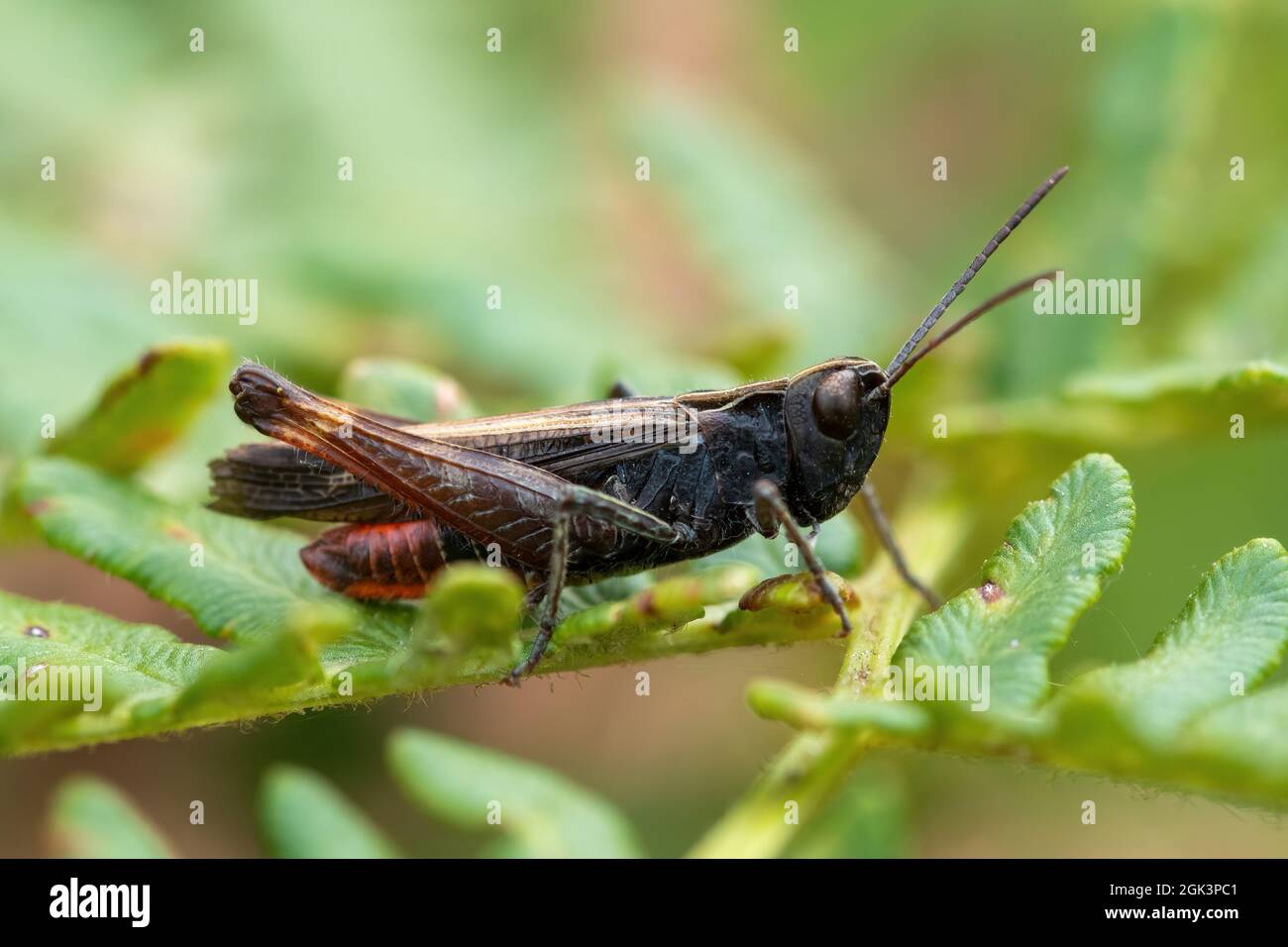 Woodland grasshopper (Omocestus rufipes) on bracken, a species of short-horned grasshopper belonging to subfamily Gomphocerinae, UK Stock Photo