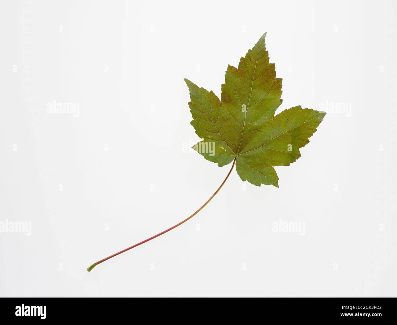 A single colourful vine leave isolated on a white background Stock Photo