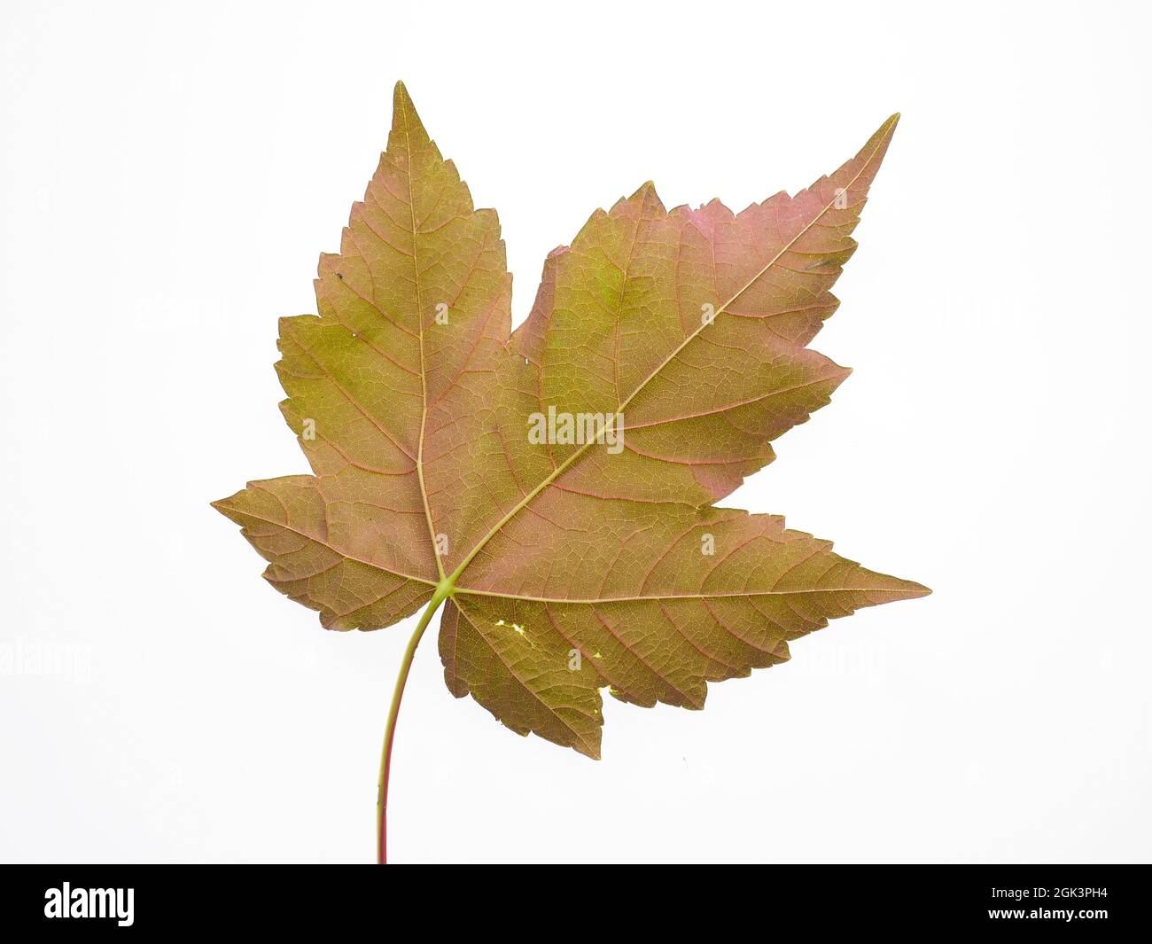 A single colourful vine leave isolated on a white background Stock Photo