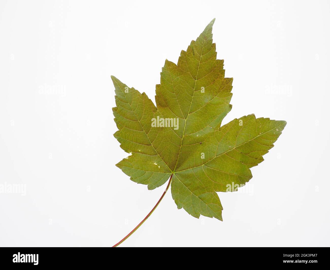 A single colourful vine leave isolated on a white background Stock Photo