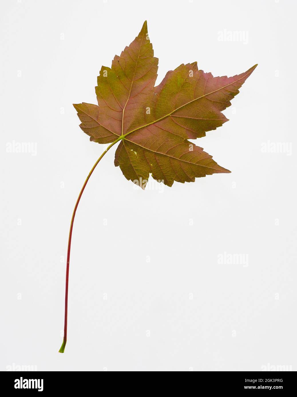 A single colourful vine leave isolated on a white background Stock Photo