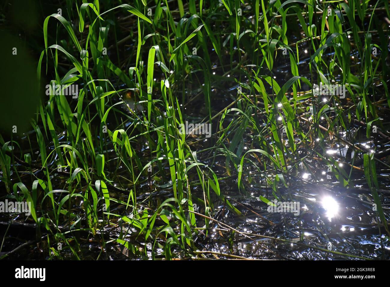 reed in a creek in backlit Stock Photo