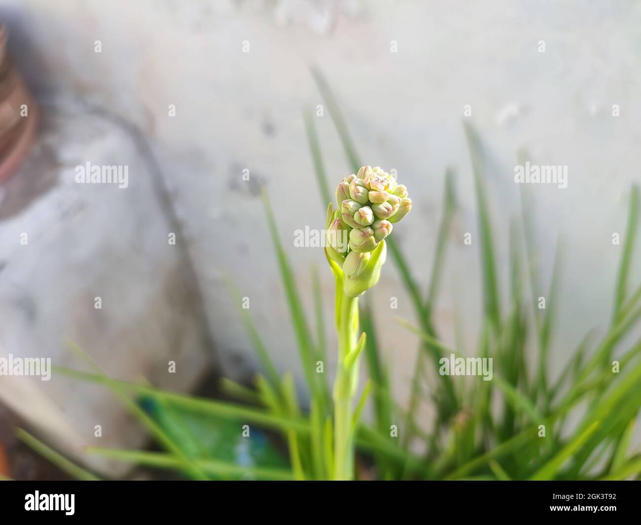 Closeup shot of Tuberose (Polianthes tuberosa) flower buds among green