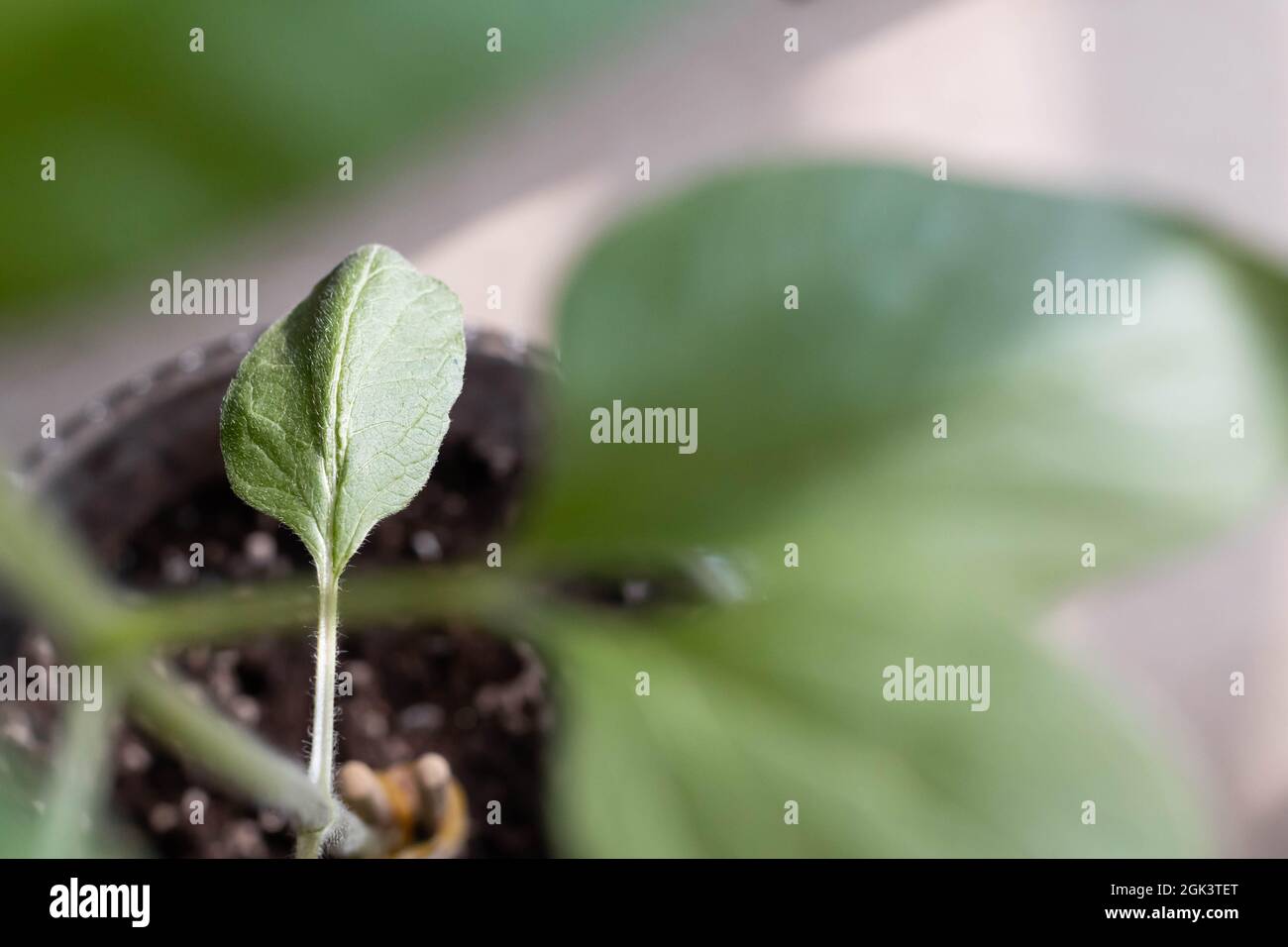 Sunflower with leaves hires stock photography and images Alamy