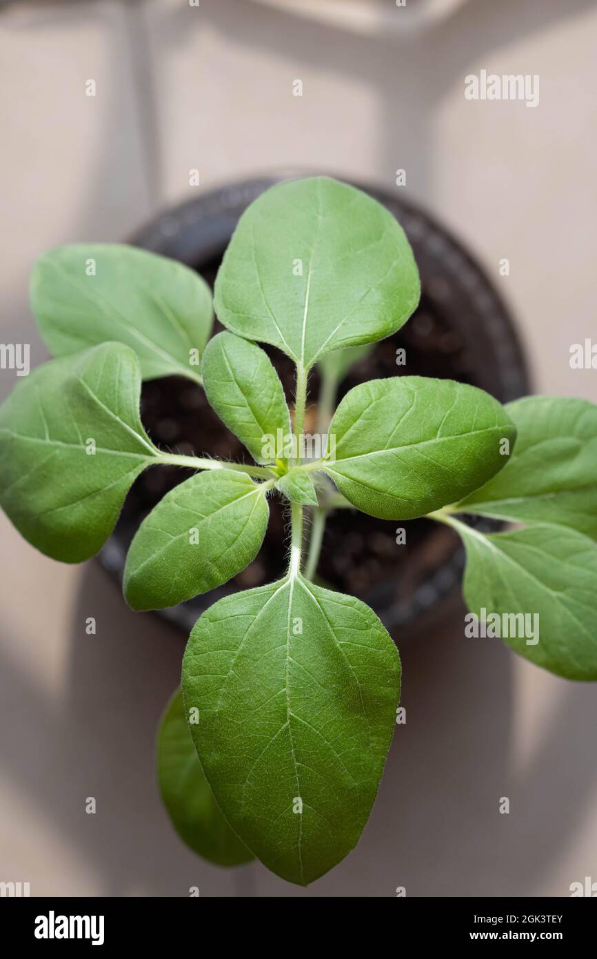 Home grown Sunflower plant leaves in pot top down close up shallow