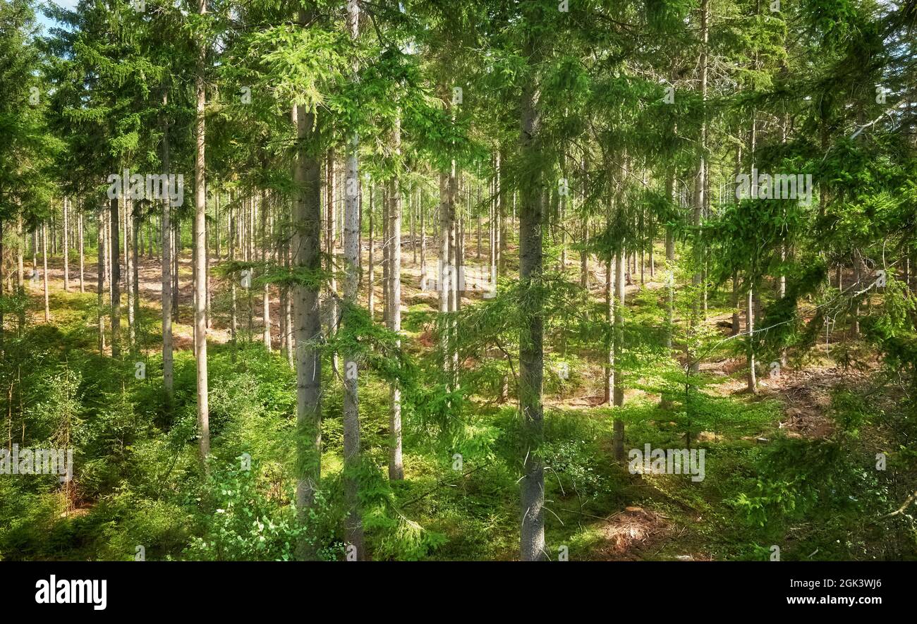 Picture of a mountain forest. Stock Photo