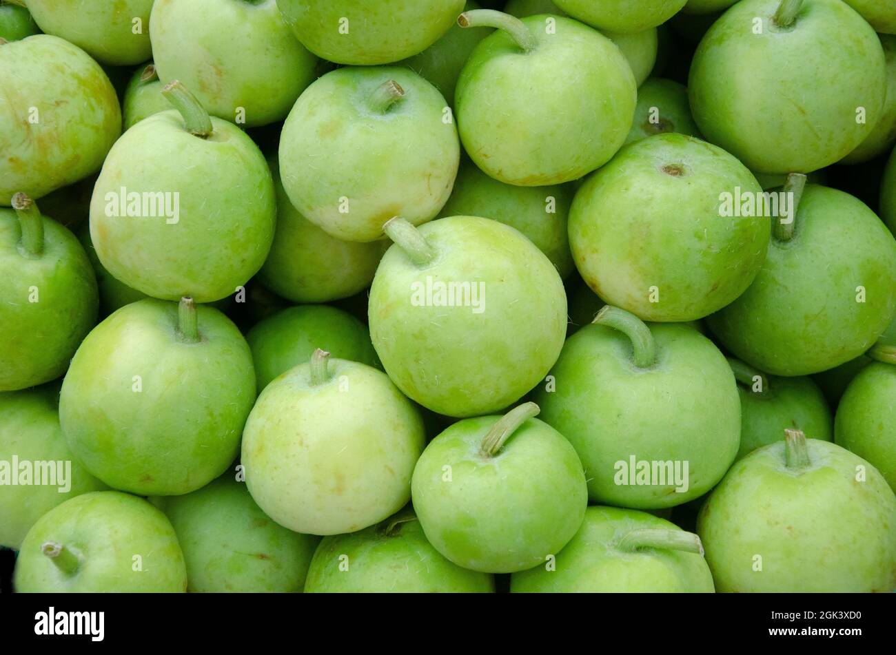 Green Indian squash vegetable in large quantity. Also uses for