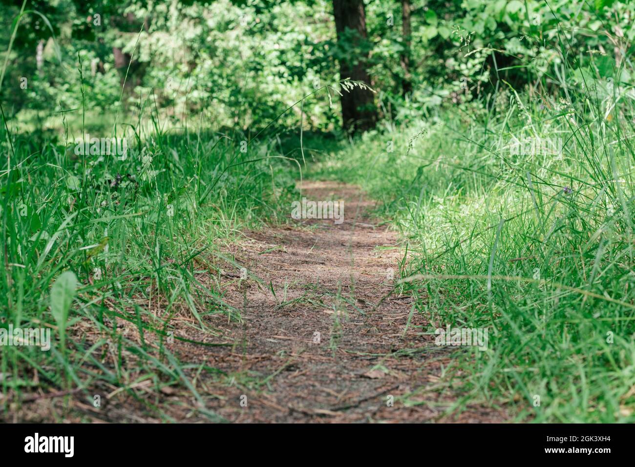 Partially blurred creative background image of sandy path in summer ...