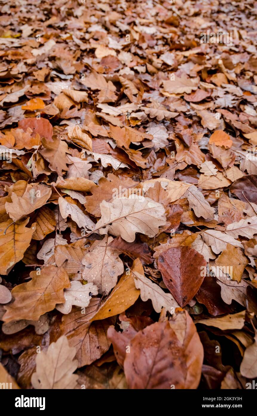 The surface of the dried leaves on the ground is an aesthetic background in  the garden forest and autumn colors Stock Photo - Alamy