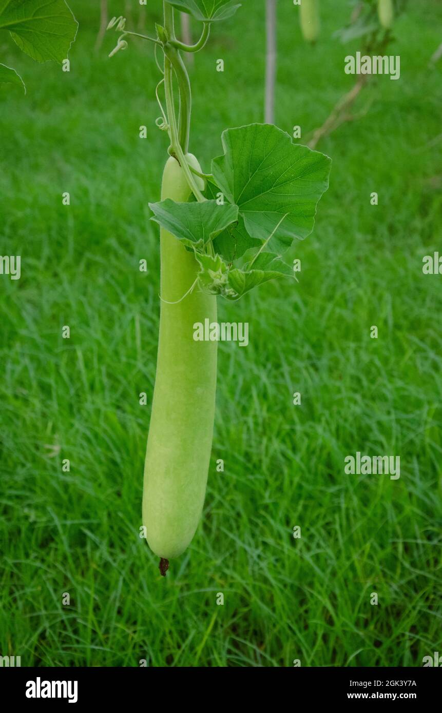 HANGING GREEN LONG GOURD WITH GREEN LEAVES WITH GREEN BACKGROUND