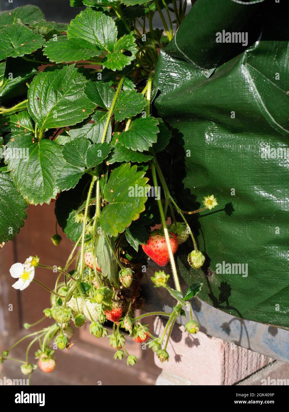 Strawberries growing in a bag showing various stages of ripening Stock