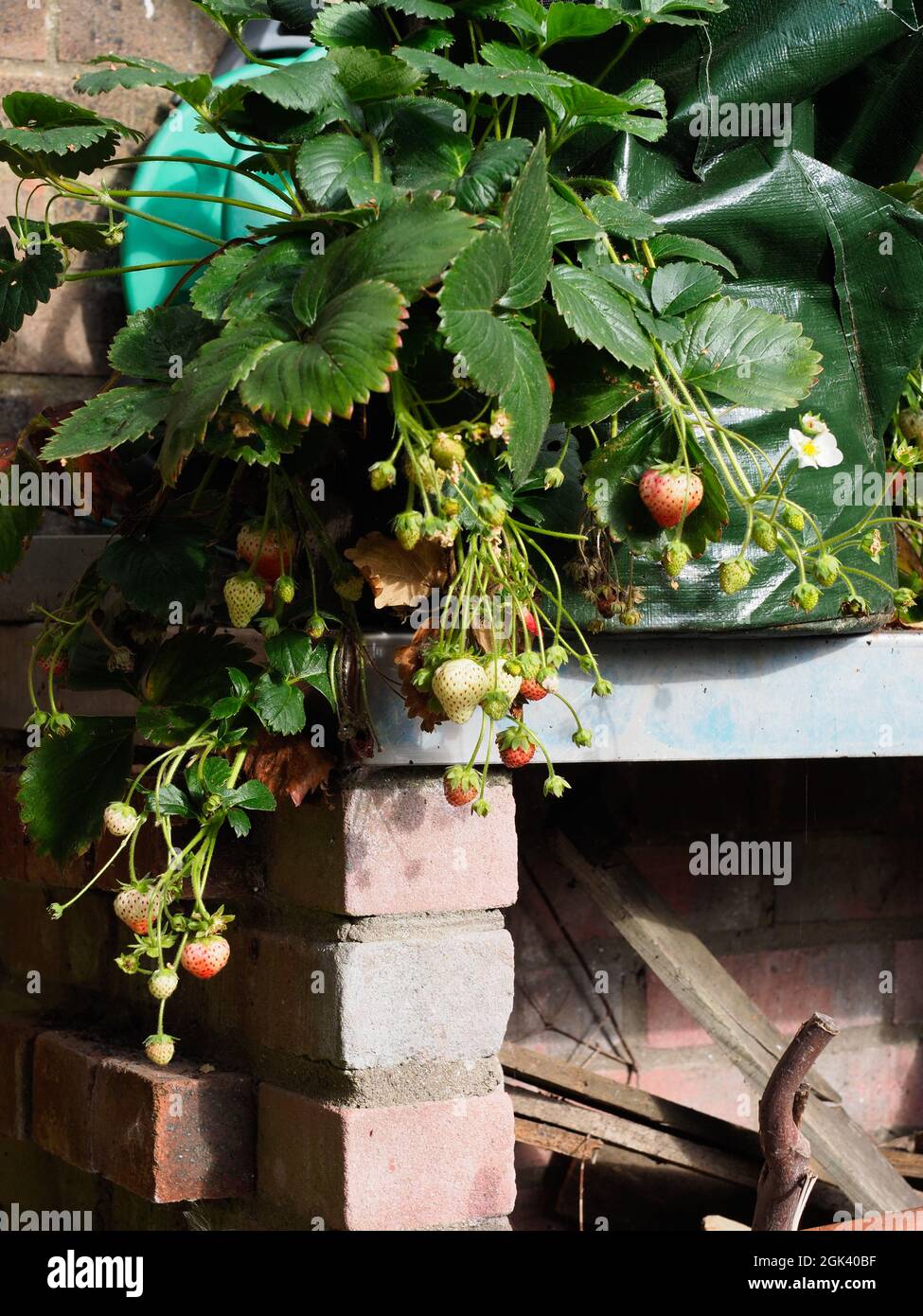 Strawberries growing in a bag showing various stages of ripening Stock