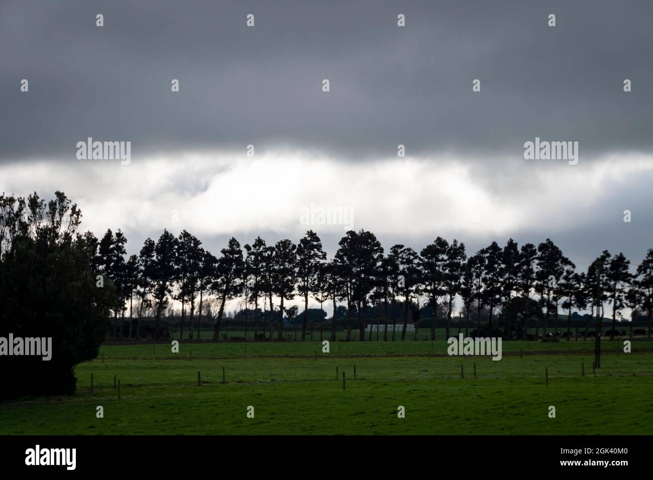 Row of trees under a dark cloud, Taranaki, North Island, New Zealand Stock Photo