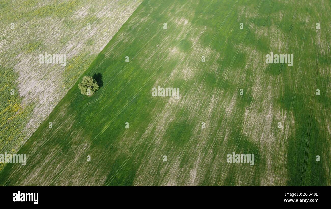 A single tree among farm fields, aerial view Stock Photo - Alamy