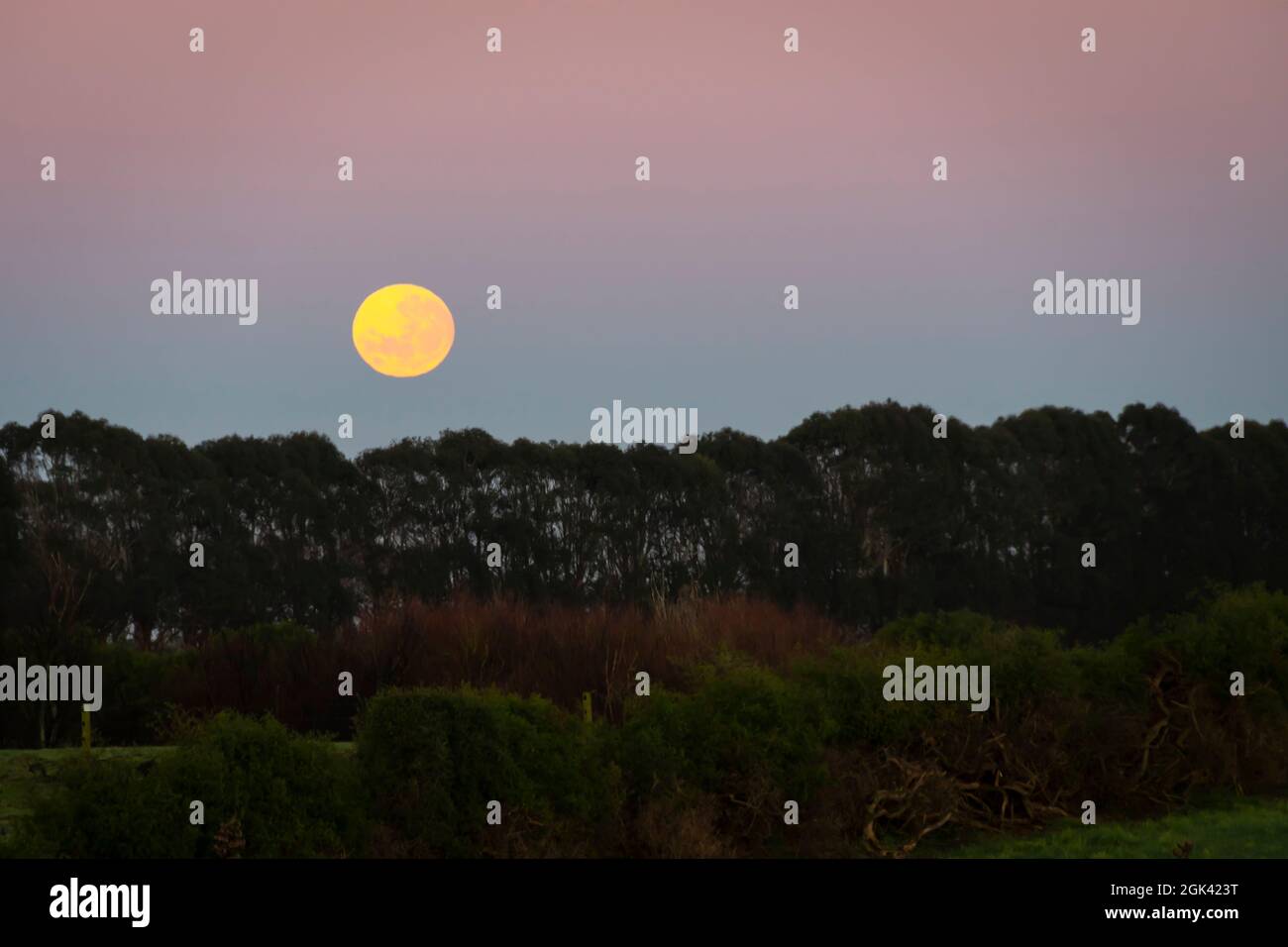 Moon setting over trees, Taranaki, North Island, New Zealand Stock Photo