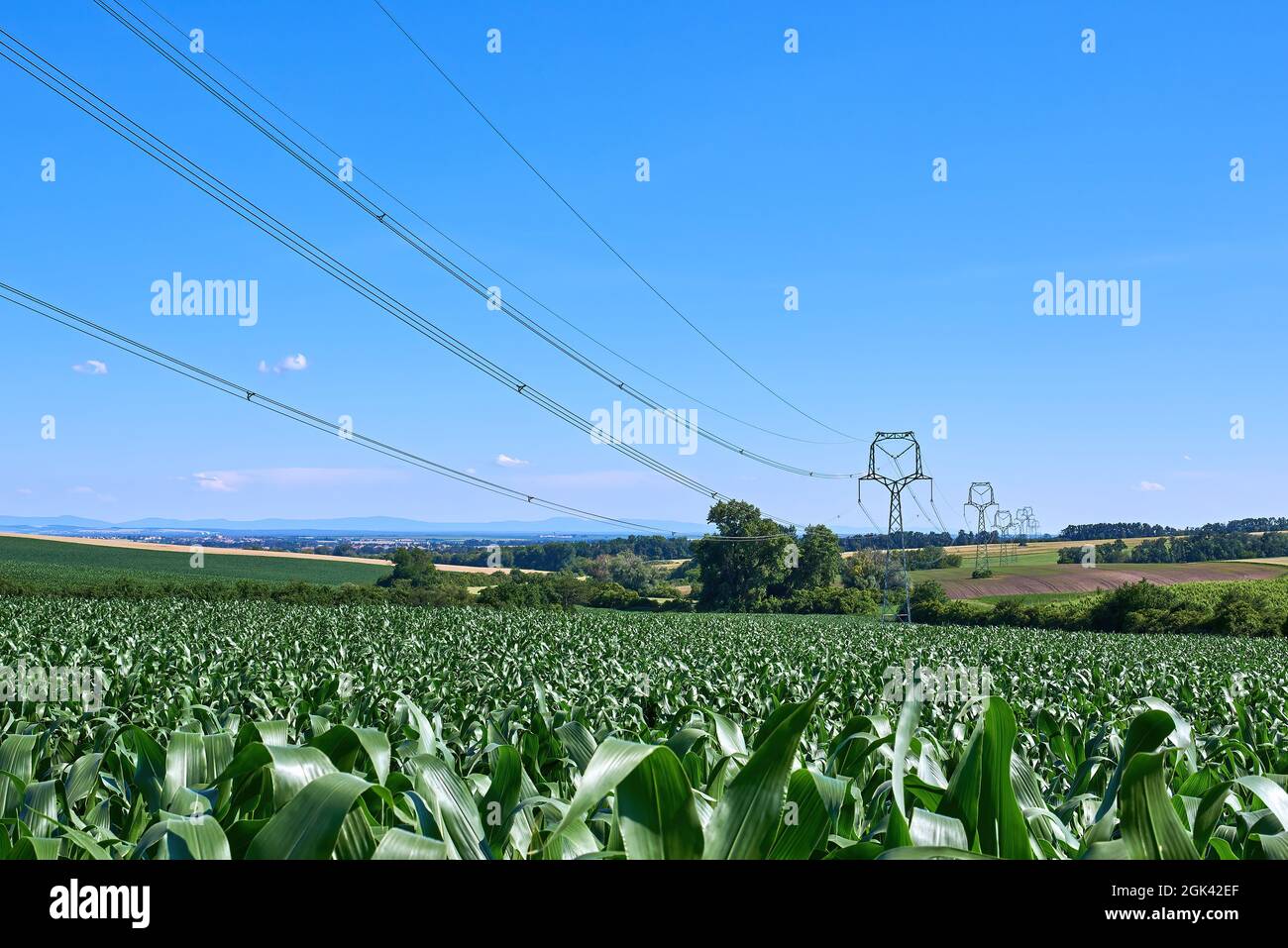 view of corn field and high voltage poles with electric wires in agricultural landscape in South Moravia, Czech Republic under summer blue sky Stock Photo