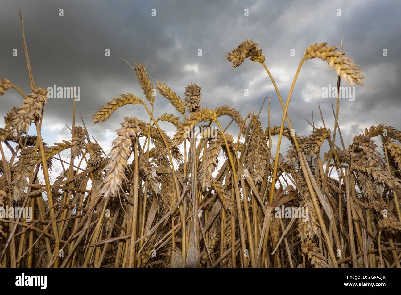 Ripe golden wheat from low angle against dark grey sky, Oxfordshire, England, United Kingdom, Europe Stock Photo