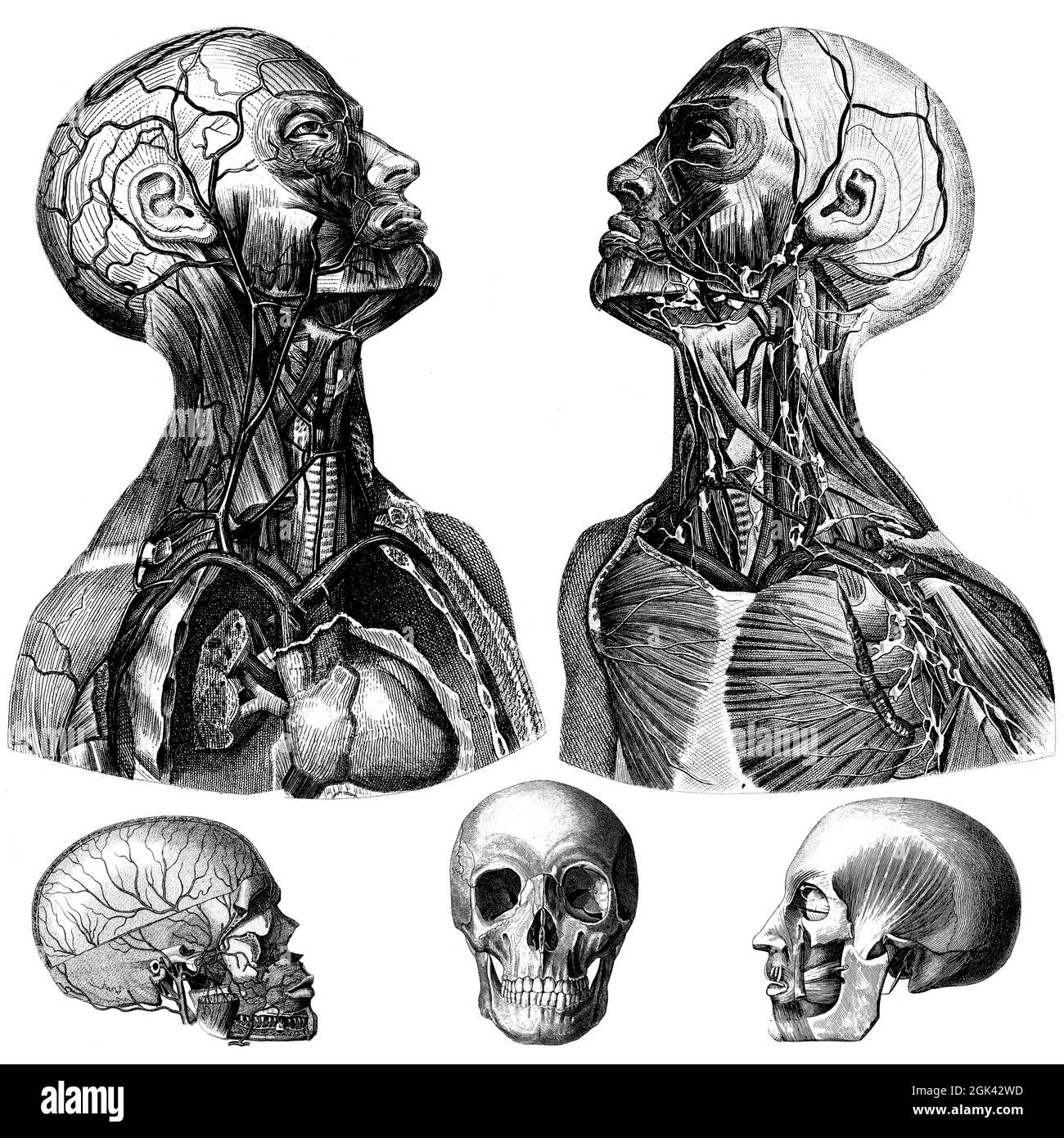 Medical - Victorian Anatomical Illustrations - on a white background for cut out. Stock Photo