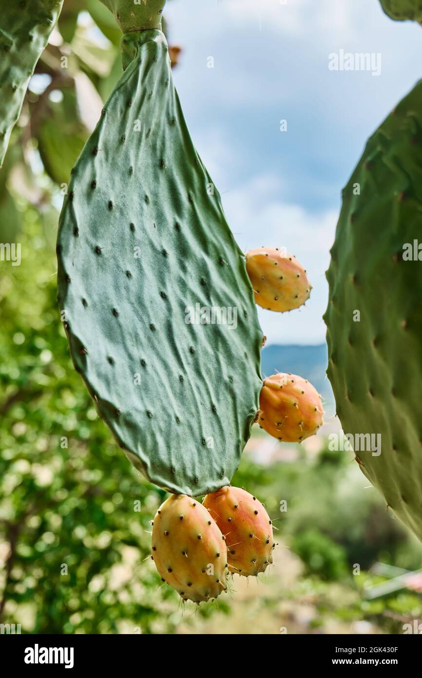 Prickly pear Opuntia Cactus or ficus-indica. Indian fig opuntia with ripe sweet fruits. Edible cactus fruits. Sicily garden. Stock Photo