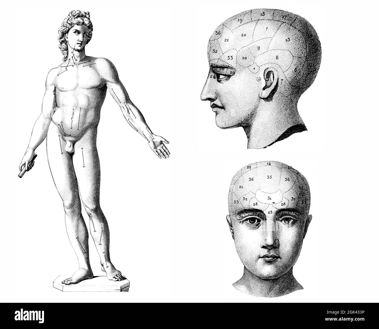 Anatomical illustrations human body Black and White Stock Photos ...