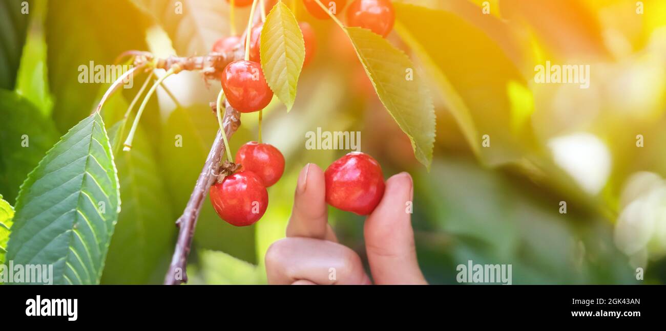 Woman's hands are holding a branch with ripe red juicy cherries. Stock Photo