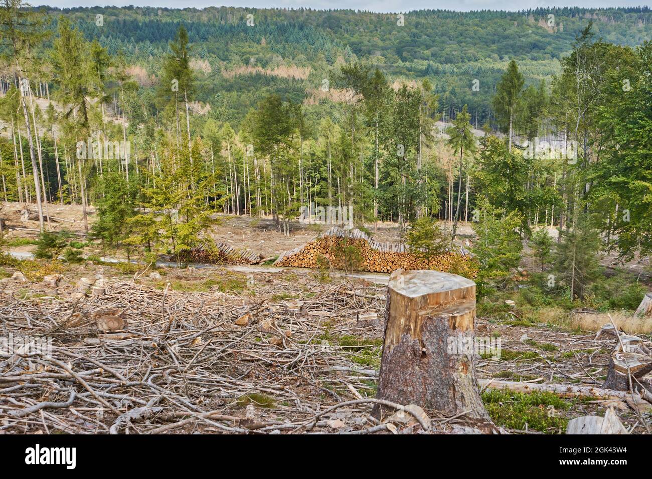 Kahlschlag, durch Trockenheit und Borkenkäfer geschädigter Wald, Rheingaugebirge, Taunus, Hessen, Deutschland Stock Photo